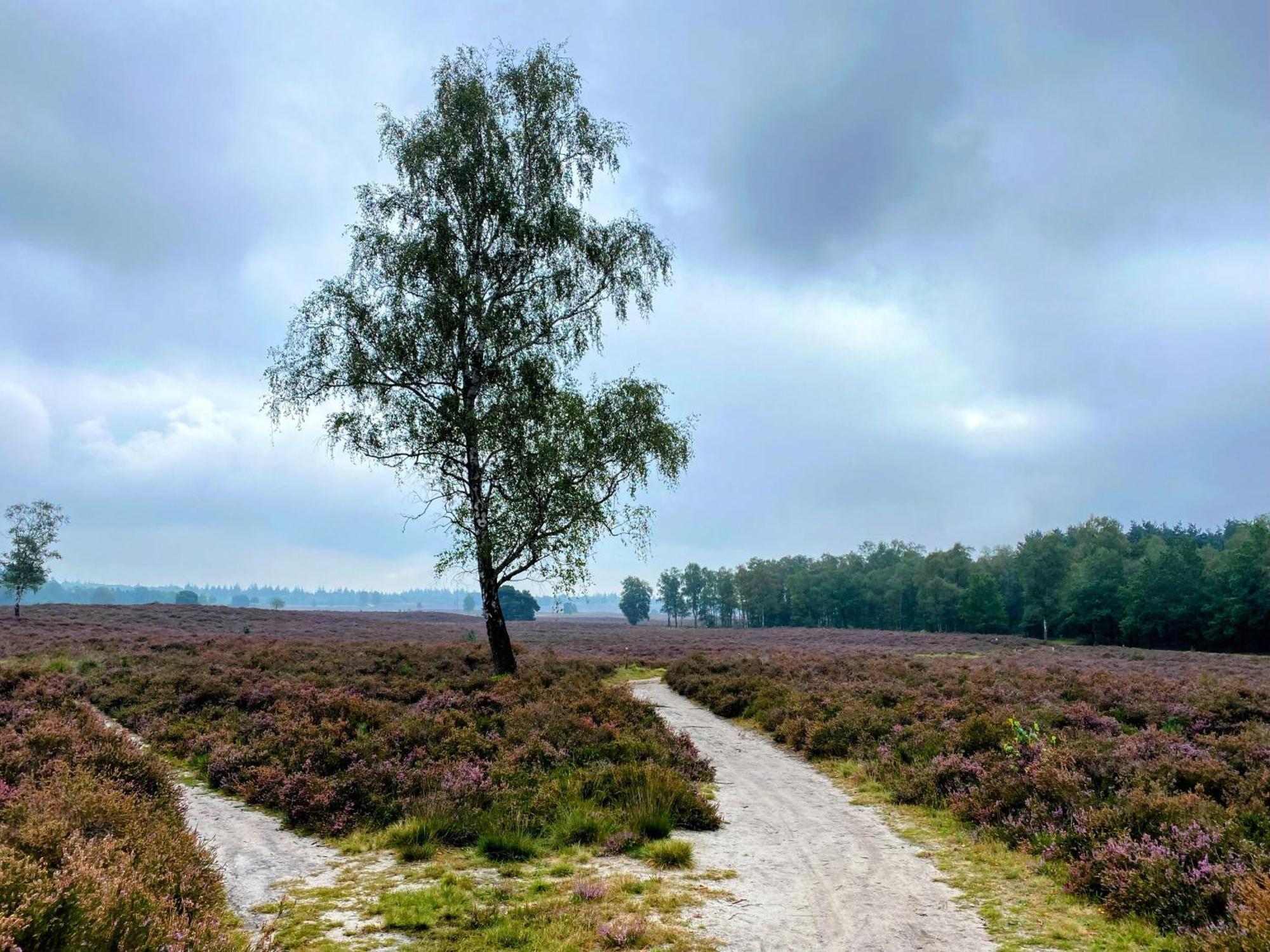 Huisje Aan De Bosrand - Veluwe Epe Exterior photo